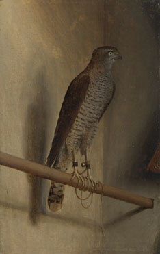 Jacopo de' Barbari: 'A Sparrowhawk'