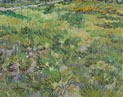 Long Grass with Butterflies