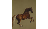 Stubbs collection