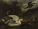 Geese and Ducks