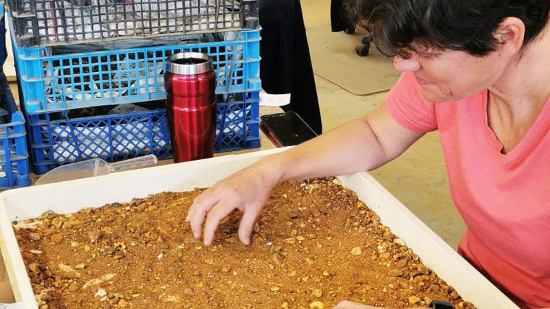 An archaeologist peers over a large tray, picking through an orange gravelly mass of small stones for archaeological artefacts