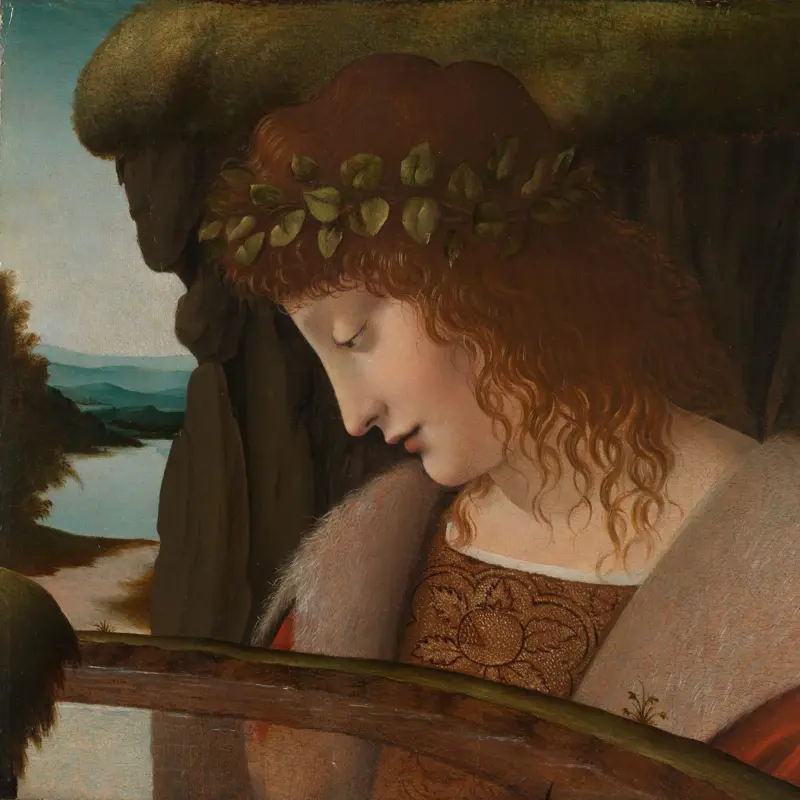 Narcissus