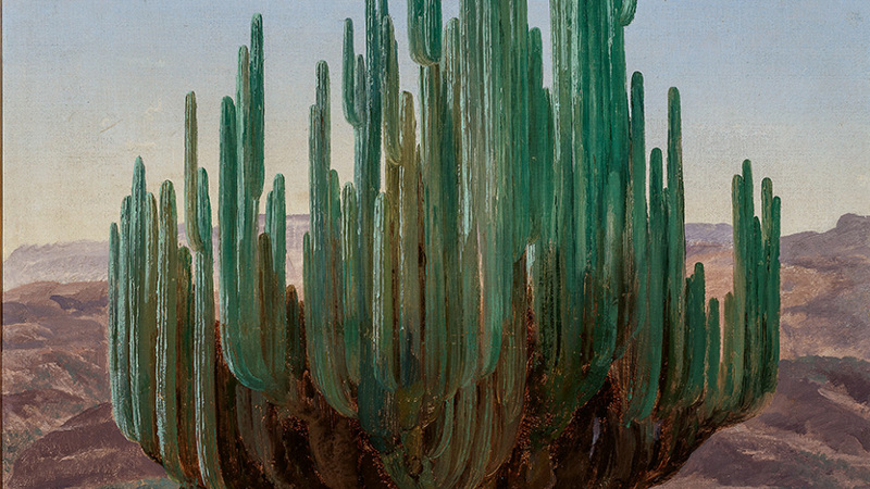 Candelabra cactus, with a man in a straw hat standing beneath it